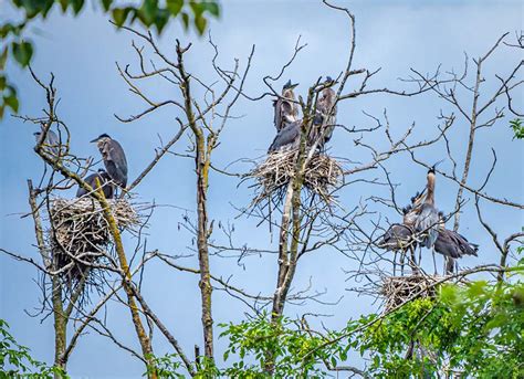 Spurwing Heron Viewing Platform! An Unforgettable Avian Experience in Umlazi