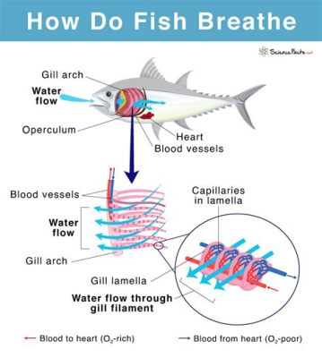 How Fast Does a Ship Travel: And Why Do Fish Always Seem to Know the Answer?